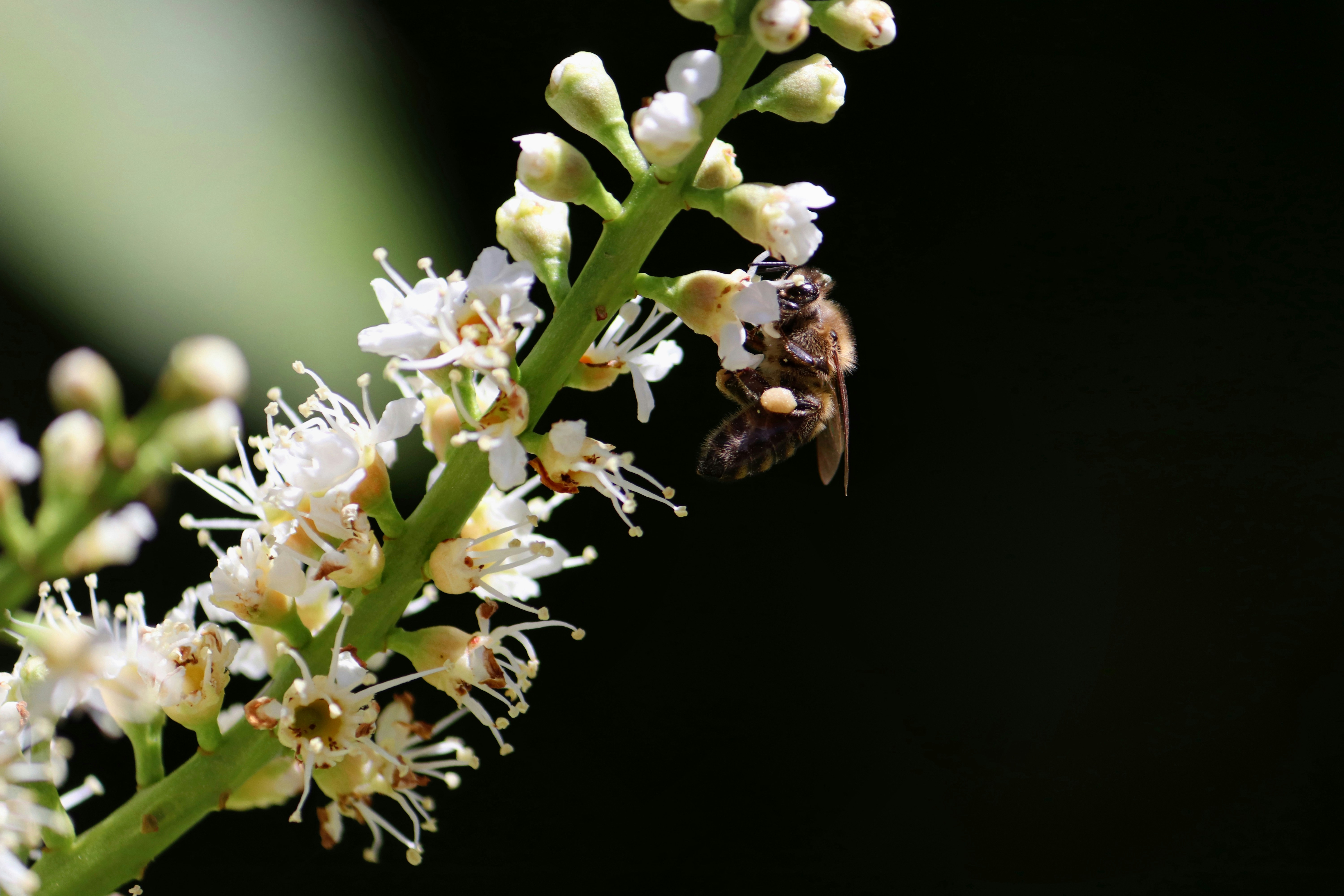 Macadamia Blossoms with Honeybee